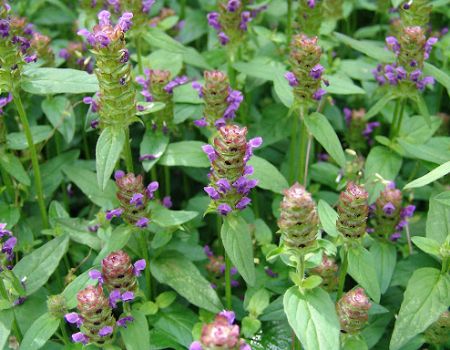 Thần dược từ nhưng thực phẩm xung quanh ta